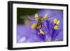 Flower, Bee-Gordon Semmens-Framed Photographic Print