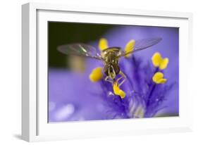 Flower, Bee-Gordon Semmens-Framed Photographic Print