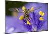 Flower, Bee-Gordon Semmens-Mounted Photographic Print