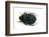 Flower Beetle from Madagascar Euchroea Coelestis Coelestis-Darrell Gulin-Framed Photographic Print