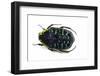 Flower Beetle from Madagascar Euchroea Coelestis Coelestis-Darrell Gulin-Framed Photographic Print
