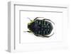 Flower Beetle from Madagascar Euchroea Coelestis Coelestis-Darrell Gulin-Framed Photographic Print