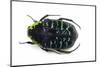 Flower Beetle from Madagascar Euchroea Coelestis Coelestis-Darrell Gulin-Mounted Photographic Print