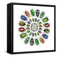 Flower Beetles in Circular Pattern Design-Darrell Gulin-Framed Stretched Canvas