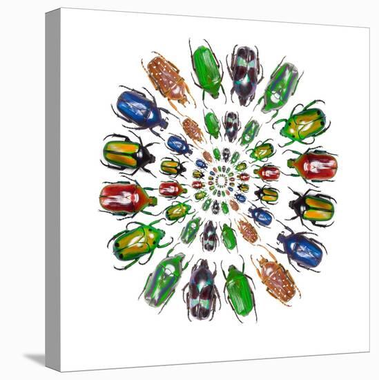 Flower Beetles in Circular Pattern Design-Darrell Gulin-Stretched Canvas