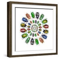 Flower Beetles in Circular Pattern Design-Darrell Gulin-Framed Photographic Print