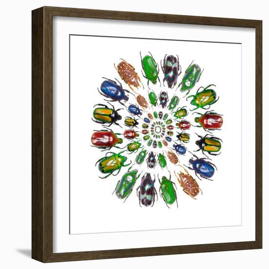 Flower Beetles in Circular Pattern Design-Darrell Gulin-Framed Photographic Print