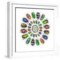 Flower Beetles in Circular Pattern Design-Darrell Gulin-Framed Photographic Print