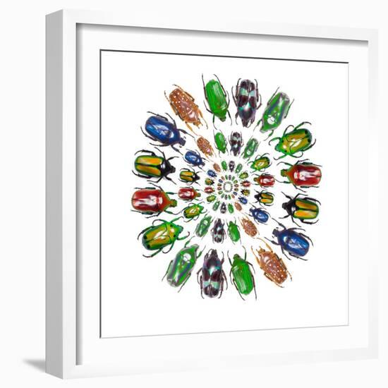 Flower Beetles in Circular Pattern Design-Darrell Gulin-Framed Photographic Print