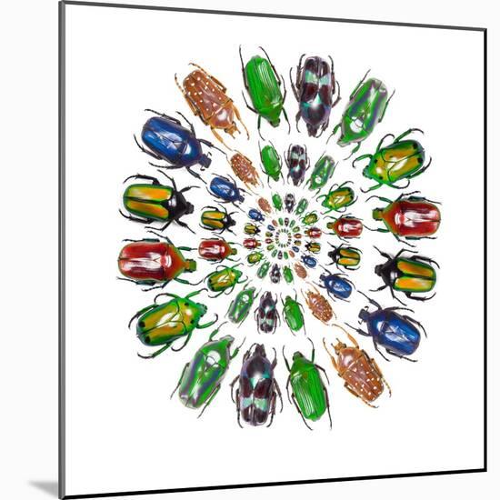 Flower Beetles in Circular Pattern Design-Darrell Gulin-Mounted Photographic Print