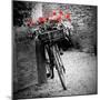 Flower Bike Square with Border-Gail Peck-Mounted Premium Giclee Print