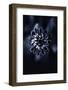 Flower Bloom 2-Incado-Framed Photographic Print