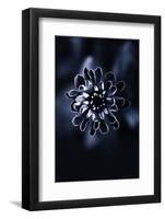Flower Bloom 2-Incado-Framed Photographic Print