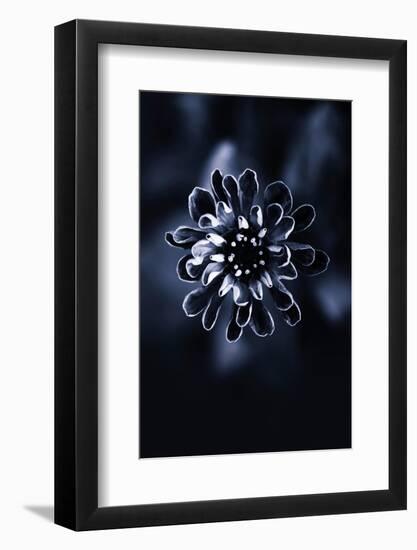 Flower Bloom 2-Incado-Framed Photographic Print