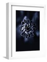 Flower Bloom 2-Incado-Framed Photographic Print