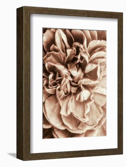 Flower Bloom 3-Incado-Framed Photographic Print