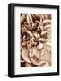 Flower Bloom 3-Incado-Framed Photographic Print