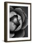 Flower Bloom-Incado-Framed Photographic Print