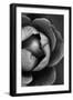 Flower Bloom-Incado-Framed Photographic Print