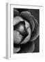 Flower Bloom-Incado-Framed Photographic Print