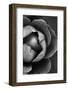 Flower Bloom-Incado-Framed Photographic Print