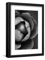 Flower Bloom-Incado-Framed Photographic Print