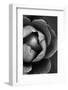 Flower Bloom-Incado-Framed Photographic Print