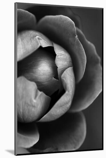 Flower Bloom-Incado-Mounted Photographic Print