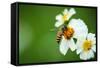 Flower Blossom And Bee-prajit48-Framed Stretched Canvas