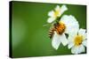 Flower Blossom And Bee-prajit48-Stretched Canvas