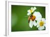 Flower Blossom And Bee-prajit48-Framed Photographic Print