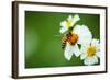 Flower Blossom And Bee-prajit48-Framed Photographic Print