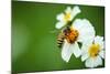 Flower Blossom And Bee-prajit48-Mounted Photographic Print