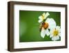 Flower Blossom And Bee-prajit48-Framed Photographic Print