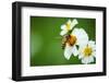 Flower Blossom And Bee-prajit48-Framed Photographic Print