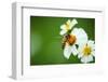 Flower Blossom And Bee-prajit48-Framed Photographic Print