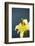 Flower, Blossoms, Yellow, Petrol-Nikky Maier-Framed Photographic Print