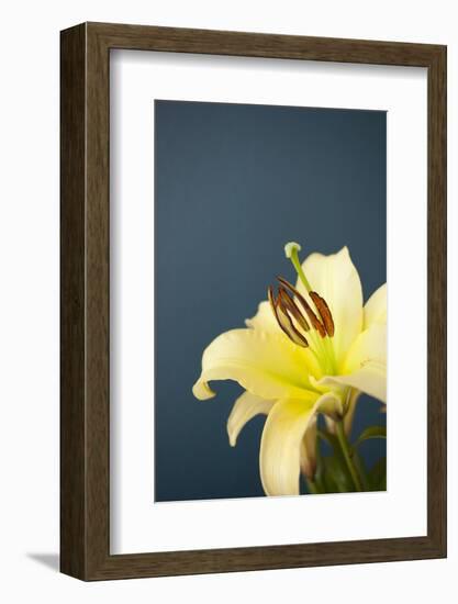 Flower, Blossoms, Yellow, Petrol-Nikky Maier-Framed Photographic Print