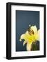 Flower, Blossoms, Yellow, Petrol-Nikky Maier-Framed Photographic Print