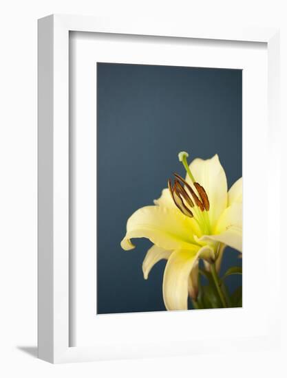 Flower, Blossoms, Yellow, Petrol-Nikky Maier-Framed Photographic Print