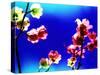 Flower Blossoms-Aaron Farrington-Stretched Canvas