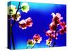 Flower Blossoms-Aaron Farrington-Stretched Canvas