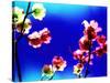 Flower Blossoms-Aaron Farrington-Stretched Canvas