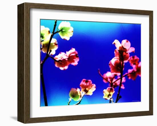 Flower Blossoms-Aaron Farrington-Framed Photographic Print