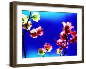 Flower Blossoms-Aaron Farrington-Framed Photographic Print