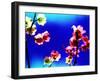 Flower Blossoms-Aaron Farrington-Framed Photographic Print