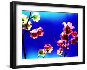 Flower Blossoms-Aaron Farrington-Framed Photographic Print