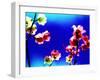 Flower Blossoms-Aaron Farrington-Framed Photographic Print