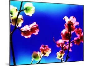 Flower Blossoms-Aaron Farrington-Mounted Photographic Print