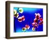 Flower Blossoms-Aaron Farrington-Framed Photographic Print